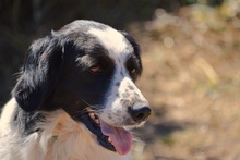 OMAR, Hund, Border Collie-Mix in Alfter - Bild 20