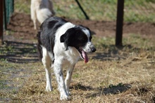 OMAR, Hund, Border Collie-Mix in Alfter - Bild 21