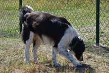 OMAR, Hund, Border Collie-Mix in Alfter - Bild 22