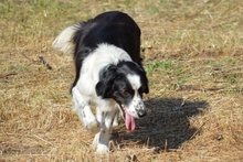 OMAR, Hund, Border Collie-Mix in Alfter - Bild 24