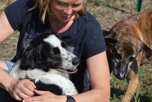 OMAR, Hund, Border Collie-Mix in Alfter - Bild 25