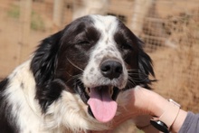 OMAR, Hund, Border Collie-Mix in Alfter - Bild 26