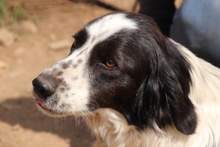 OMAR, Hund, Border Collie-Mix in Alfter - Bild 27