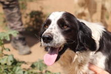 OMAR, Hund, Border Collie-Mix in Alfter - Bild 28