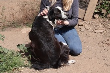 OMAR, Hund, Border Collie-Mix in Alfter - Bild 29