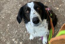 OMAR, Hund, Border Collie-Mix in Alfter - Bild 3