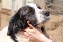 OMAR, Hund, Border Collie-Mix in Alfter - Bild 30