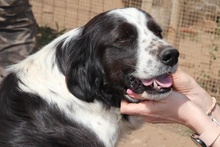 OMAR, Hund, Border Collie-Mix in Alfter - Bild 31