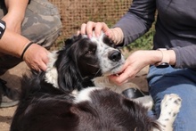 OMAR, Hund, Border Collie-Mix in Alfter - Bild 32