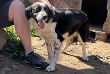 OMAR, Hund, Border Collie-Mix in Alfter - Bild 33
