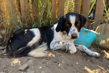 OMAR, Hund, Border Collie-Mix in Alfter - Bild 34
