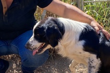 OMAR, Hund, Border Collie-Mix in Alfter - Bild 35
