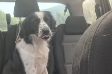 OMAR, Hund, Border Collie-Mix in Alfter - Bild 37