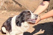 OMAR, Hund, Border Collie-Mix in Alfter - Bild 39