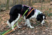 OMAR, Hund, Border Collie-Mix in Alfter - Bild 4