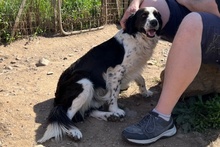 OMAR, Hund, Border Collie-Mix in Alfter - Bild 40