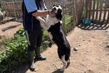 OMAR, Hund, Border Collie-Mix in Alfter - Bild 41