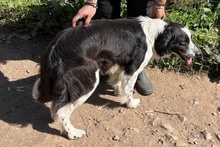 OMAR, Hund, Border Collie-Mix in Alfter - Bild 43