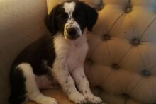 OMAR, Hund, Border Collie-Mix in Alfter - Bild 44
