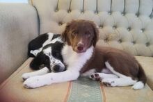 OMAR, Hund, Border Collie-Mix in Alfter - Bild 45