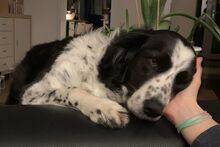 OMAR, Hund, Border Collie-Mix in Alfter - Bild 7