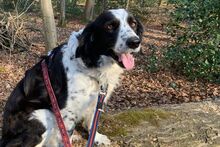OMAR, Hund, Border Collie-Mix in Alfter - Bild 9