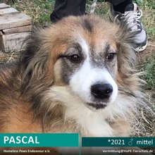 PASCAL, Hund, Mischlingshund in Rumänien - Bild 1