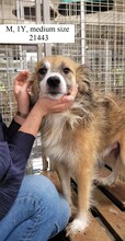 PASCAL, Hund, Mischlingshund in Rumänien - Bild 2