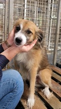 PASCAL, Hund, Mischlingshund in Rumänien - Bild 3