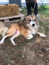 PASCAL, Hund, Mischlingshund in Rumänien - Bild 4