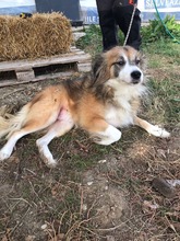 PASCAL, Hund, Mischlingshund in Rumänien - Bild 5