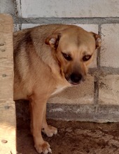 KAJA, Hund, Mischlingshund in Rumänien - Bild 4