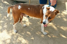 MURDOCK, Hund, Mischlingshund in Spanien - Bild 4