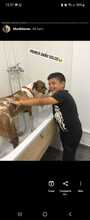 MURDOCK, Hund, Mischlingshund in Spanien - Bild 5