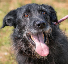 VARVARA, Hund, Mischlingshund in Bulgarien