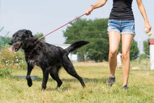 VARVARA, Hund, Mischlingshund in Bulgarien - Bild 10