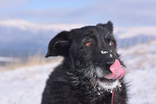 VARVARA, Hund, Mischlingshund in Bulgarien - Bild 11