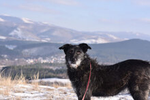 VARVARA, Hund, Mischlingshund in Bulgarien - Bild 12