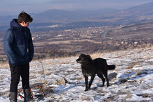 VARVARA, Hund, Mischlingshund in Bulgarien - Bild 13