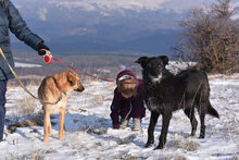 VARVARA, Hund, Mischlingshund in Bulgarien - Bild 14