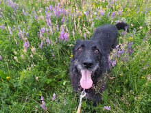 VARVARA, Hund, Mischlingshund in Bulgarien - Bild 19