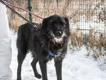 VARVARA, Hund, Mischlingshund in Bulgarien - Bild 22