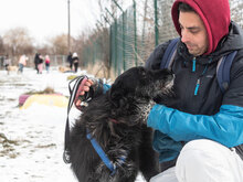 VARVARA, Hund, Mischlingshund in Bulgarien - Bild 23