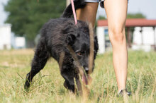 VARVARA, Hund, Mischlingshund in Bulgarien - Bild 24