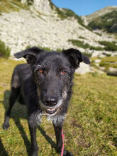 VARVARA, Hund, Mischlingshund in Bulgarien - Bild 26