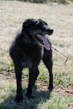 VARVARA, Hund, Mischlingshund in Bulgarien - Bild 3