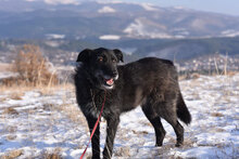 VARVARA, Hund, Mischlingshund in Bulgarien - Bild 4