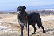 VARVARA, Hund, Mischlingshund in Bulgarien - Bild 5