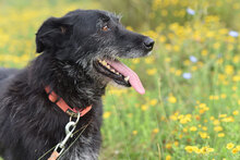 VARVARA, Hund, Mischlingshund in Bulgarien - Bild 6