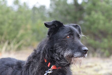 VARVARA, Hund, Mischlingshund in Bulgarien - Bild 9